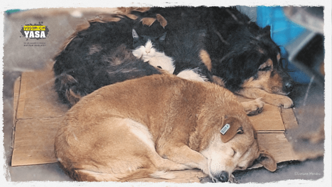 Hak savunucusu milletvekillerini TBMM içinde ve dışında güçlü bir muhalefet sergilemeye&nbsp;çağırıyoruz